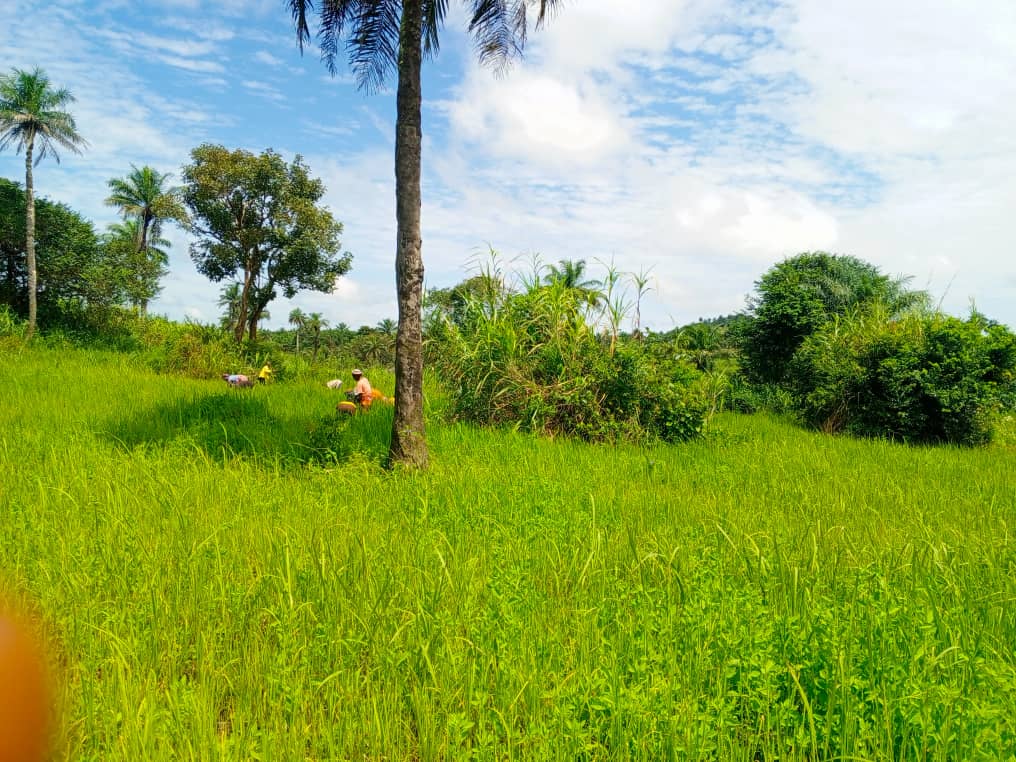 Farm view — community agriculture